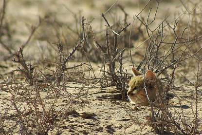 Brown African wildcat sitting in a hole with only its head visible above ground