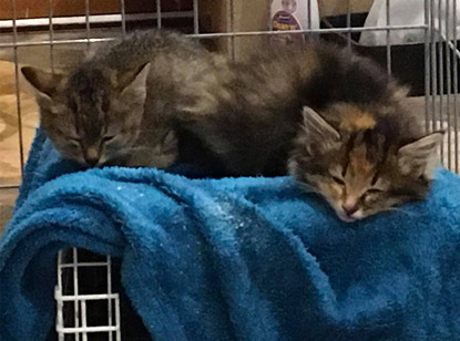 two tabby kittens asleep on a blue towel