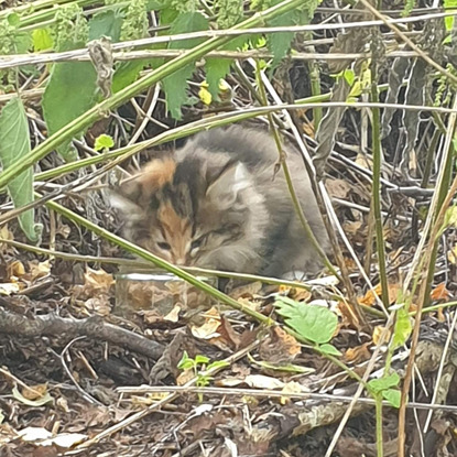 tabby kitten in long grass