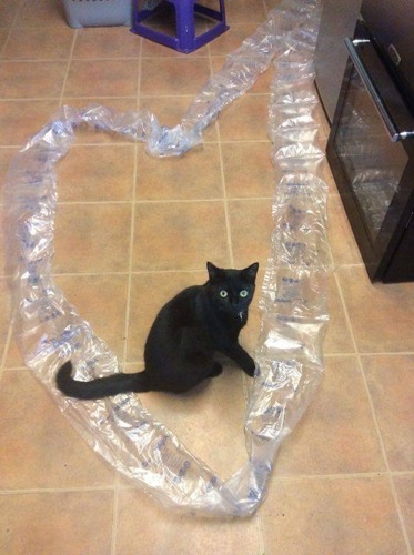 black cat playing with plastic packaging on tiled floor