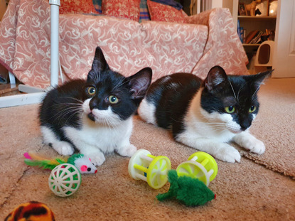 two black and white cats sitting on carpet with cat toys