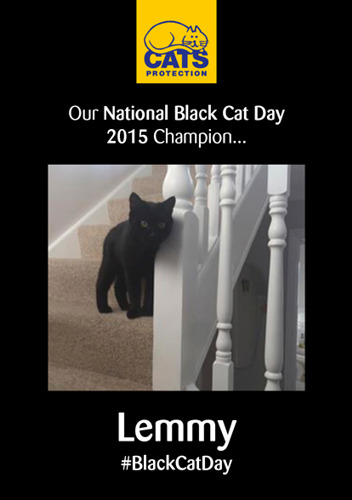poster showing black cat standing on stairs
