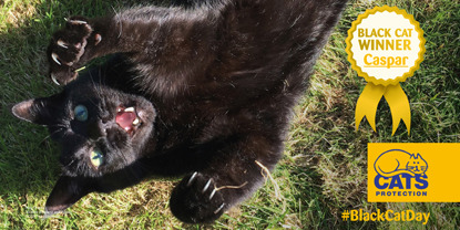 black cat lying on grass with paws in the air