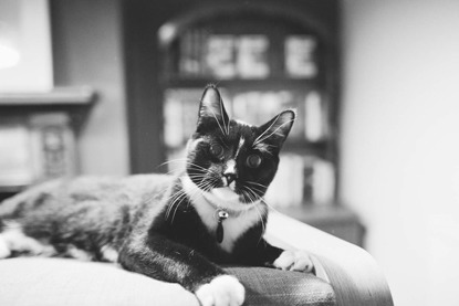 black-and-white photo of black-and-white cat