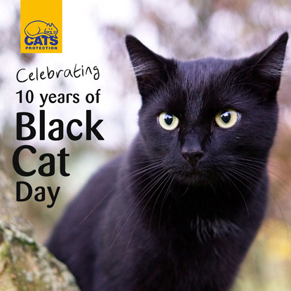 Celebrating 10 years of Black Cat Day text next to black cat outdoors