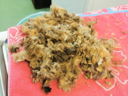 a pile of matted brown cat fur on a red towel