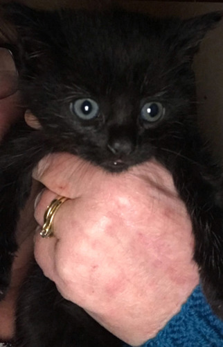 human hand holding black kitten