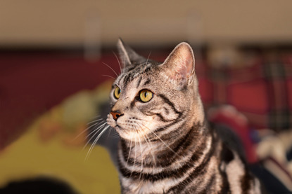 grey tabby cat looking off to the side