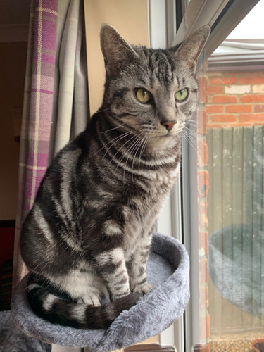 grey tabby cat sitting on cat tower next to window