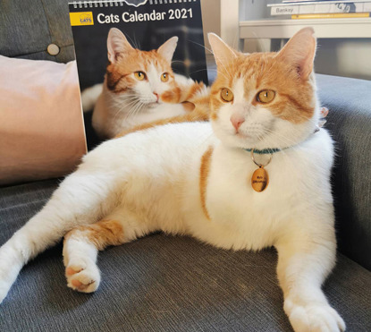 ginger-and-white three-legged cat sitting in front of Cats Calendar 2021