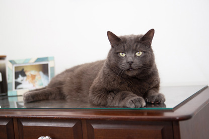 grey cat sitting on glass-topped wooden side table