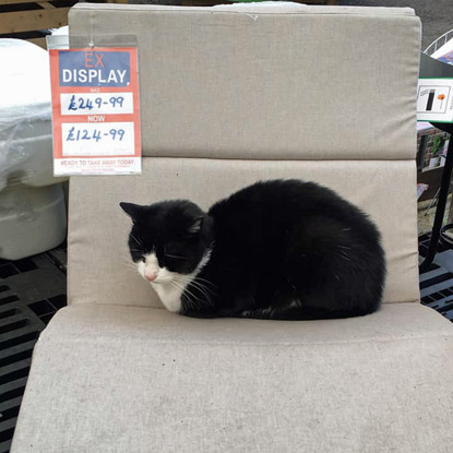 black-and-white cat sleeping on grey chair with price tag on it
