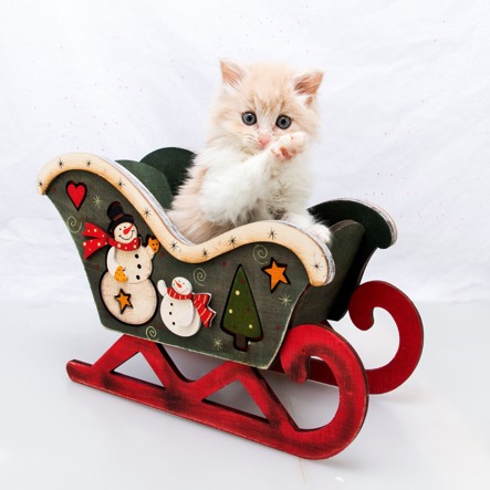 Kitten in sleigh