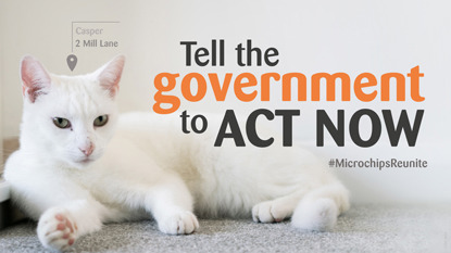 White cat lying on the floor with text 'Tell the government to act now'