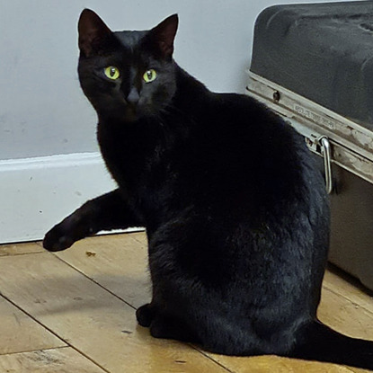 Black cat sitting on the floor with one paw in the air