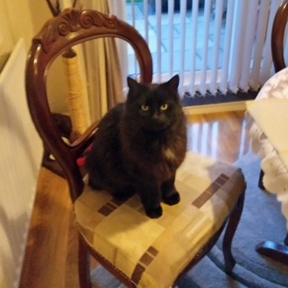 long-haired black cat sitting on dining chair