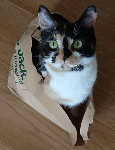 tortoiseshell cat sitting inside brown paper bag
