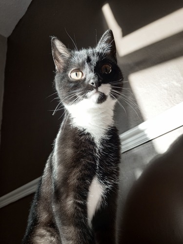 black-and-white cat