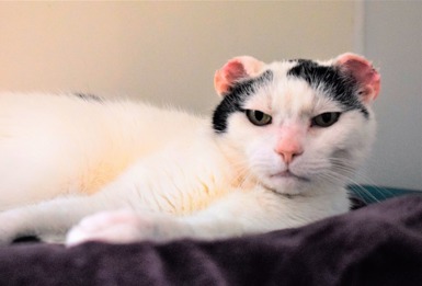 Black and white cat with injured ears looking at camera; credit Bridgend Cats Protection
