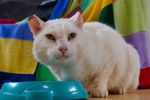white cat with damaged ears sat behind blue plastic cat bowl