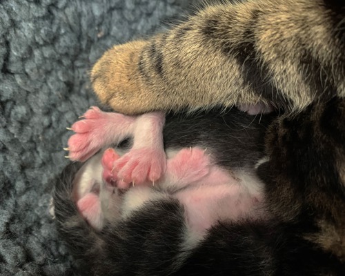 pinks paws of newborn kitten with extra toes and brown tabby paw of adult cat