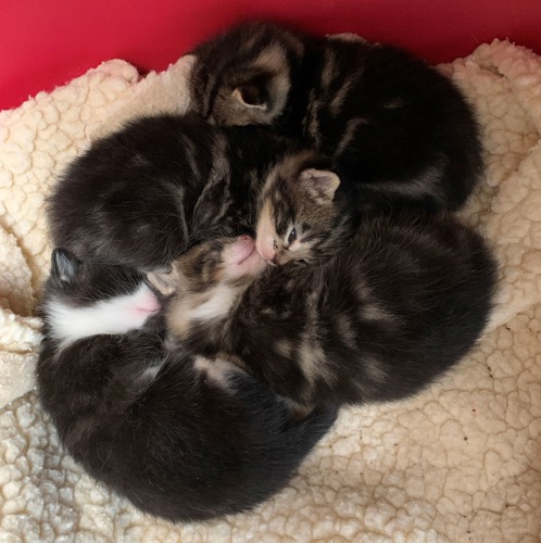 Three brown tabby kittens and one black-and-white kitten sleeping curled up on fleece blanket