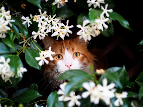 ginger-and-white cat peering through some green foliage with white flowers