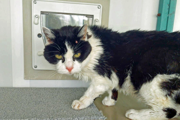 Mature moggy Cameo needs a new home at 23 years old