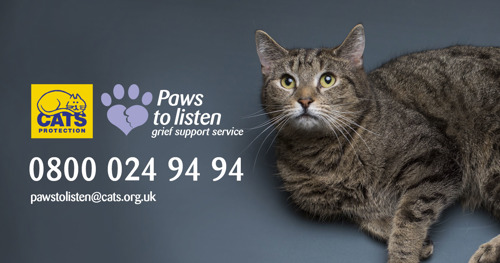 Brown tabby cat on grey background with Cats Protection logo, Paws to Listen logo and Paws to Listen phone number 08000249494 and email address pawstolisten@cats.org.uk