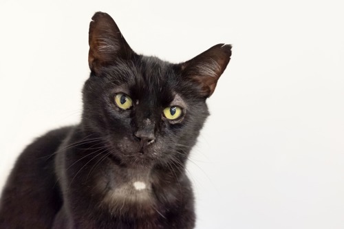 black cat against plain white background