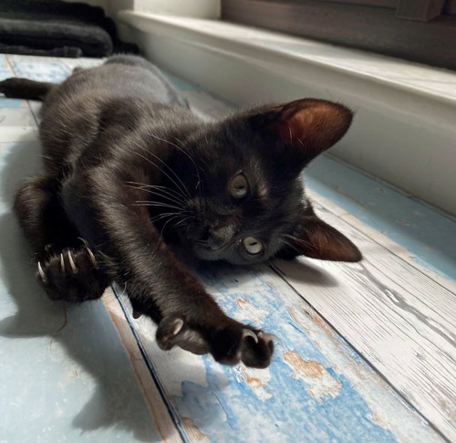 black kitten stretching out on wooden floor