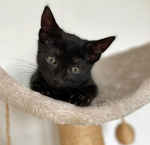 black kitten lying on beige fleece shelf of cat tower