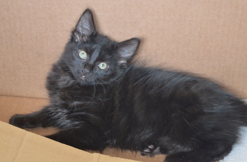 black kitten sitting inside cardboard box