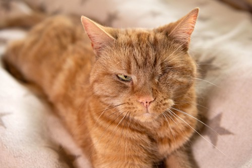 one-eyed ginger tabby cat lying on star-patterned blanket