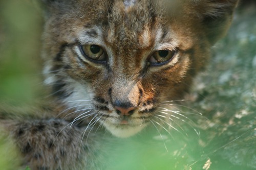 close up of lynx cat's face peering through foliage