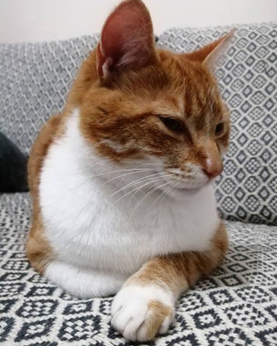 ginger-and-white tabby cat sitting on black-and-white patterned sofa