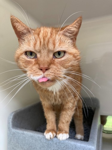 Ginger tabby cat with tongue sticking out
