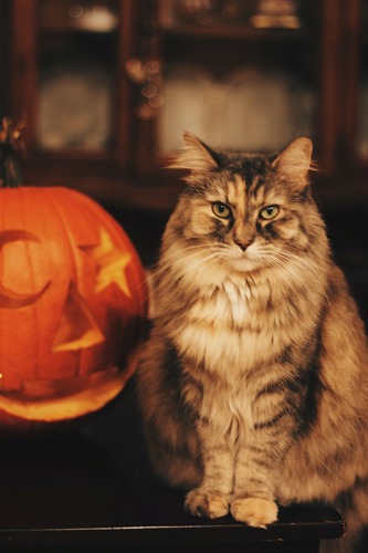 long-haired brown tabby cat sitting next to a pumpkin with a face carved into it