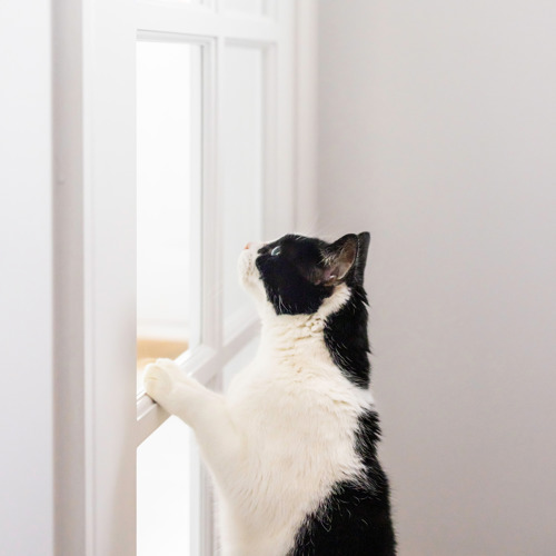 black-and-white cat indoors with their front paws reaching upto on a window frame in a door, looking through the glass
