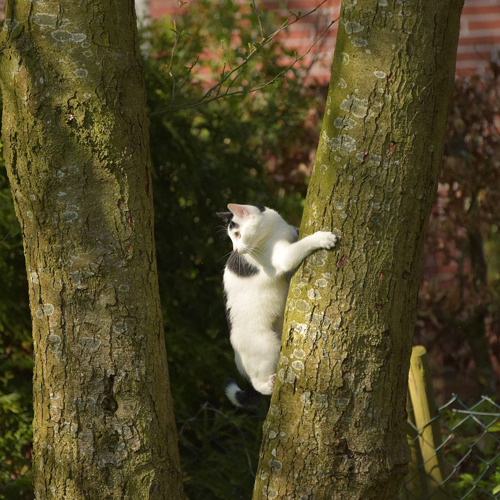 black-and-white cat climbing up tree trunk