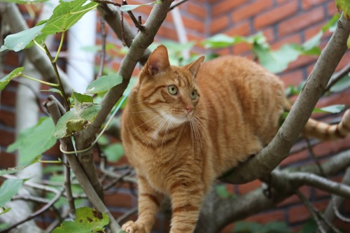 ginger tabby cat sitting in tree branches