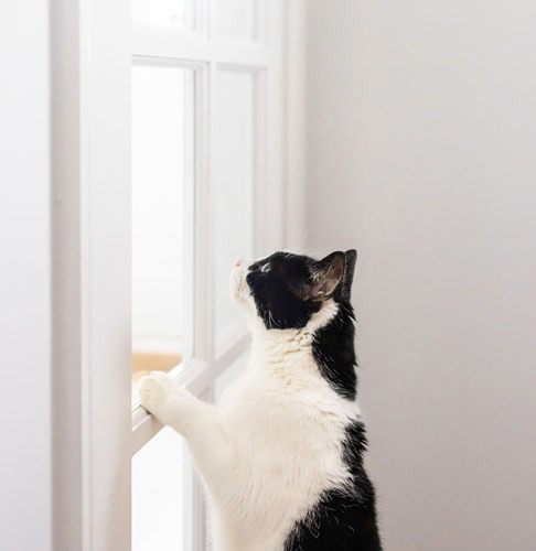 Black and white cat looking out of window with paw on frame