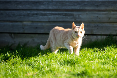 light ginger tabby cat walking across grass outdoors