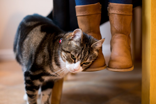 brown tabby-and-white cat rubbing against a child's brown boots