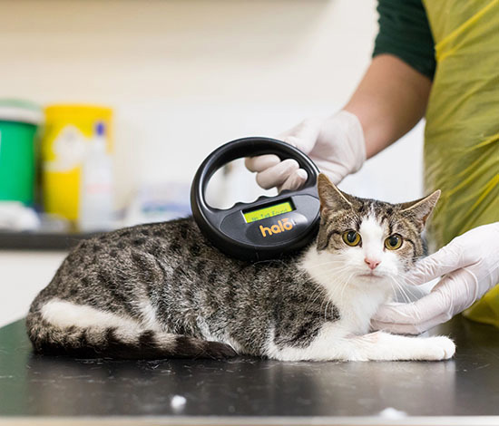 Around 2.5 million cats remain unchipped as the compulsory microchipping countdown begins
