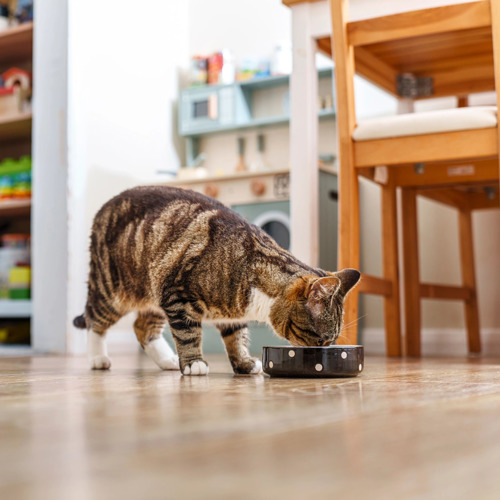 brown tabby-and-white eating from a black-and-white polka dot ceramic cat bowl on a wooden floor