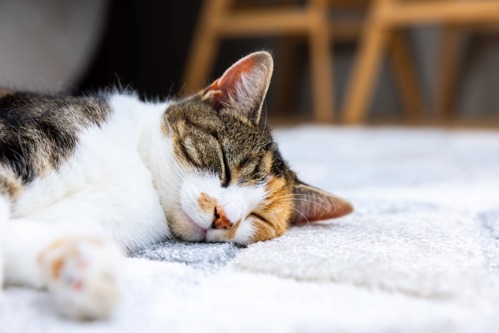 brown tabby-and-white cat sleeping on a grey carpet