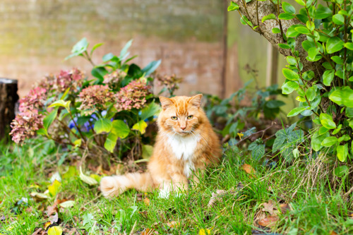longhaired ginger-and-white tabby cat sitting among grass and plants outdoors