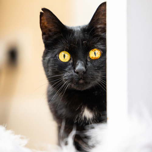 black cat with yellow eyes staring at the camera