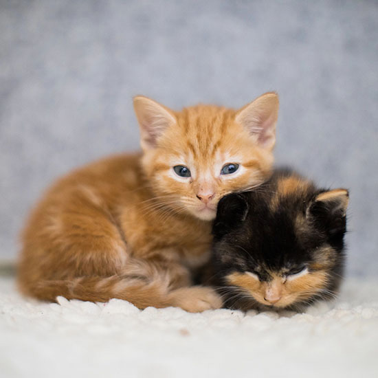 Cats Protection welcomes Animal Welfare (Import of Cats, Dogs and Ferrets) Bill